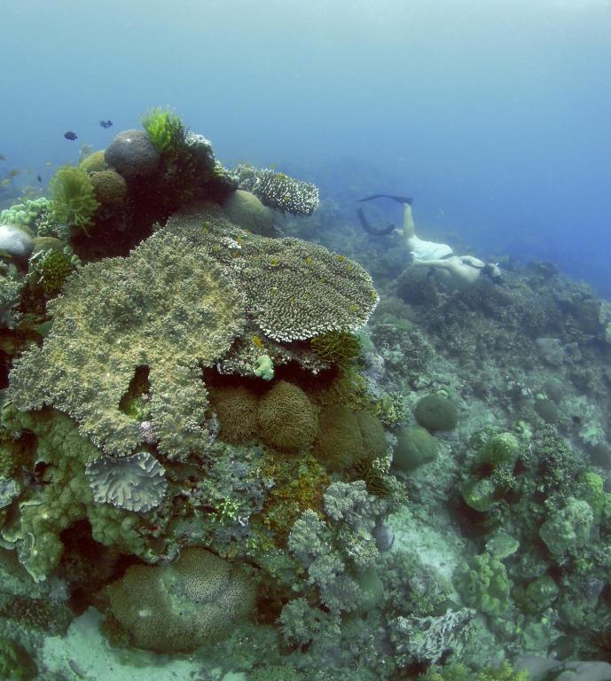 アクティビティ