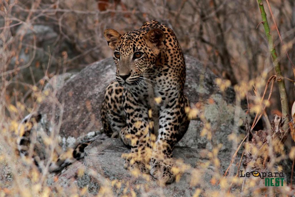 Leopard Nest - Glamping in Yala photo
