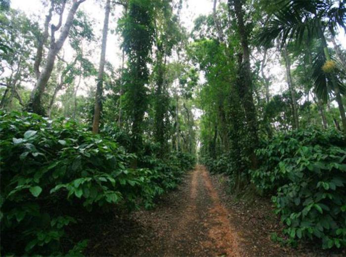 Simply Coorg Estate Villa photo