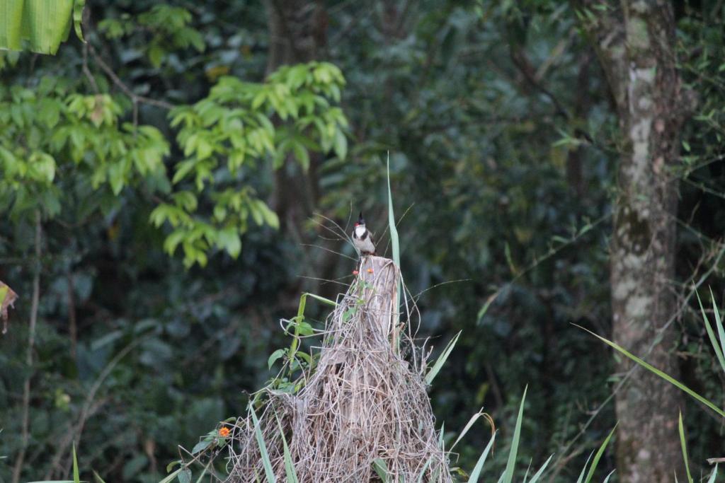 Guddadamane Homestay photo