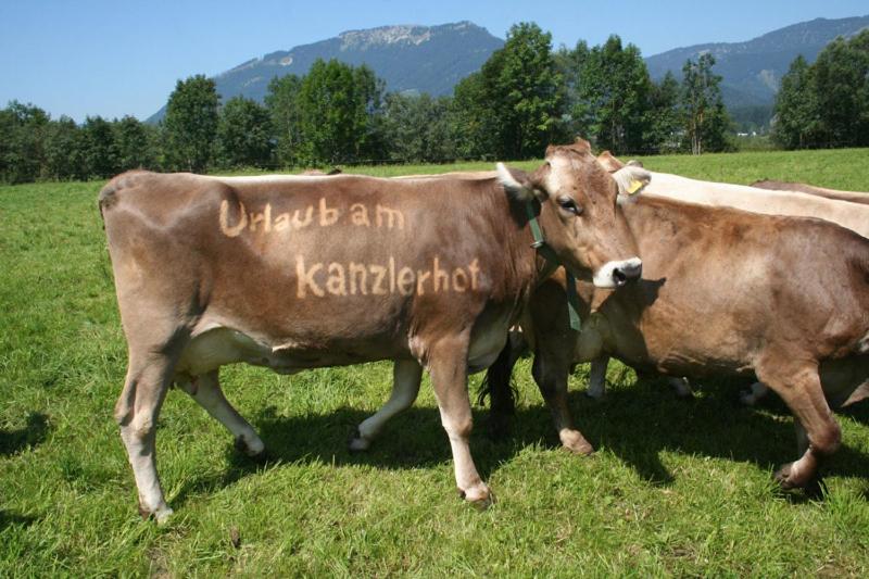 Kanzlerhof - 5