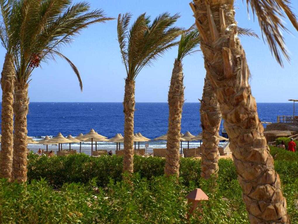 Viva Blue Resort and Diving Sharm El Naga (Adults Only) — Beach in Soma Bay, Red Sea
