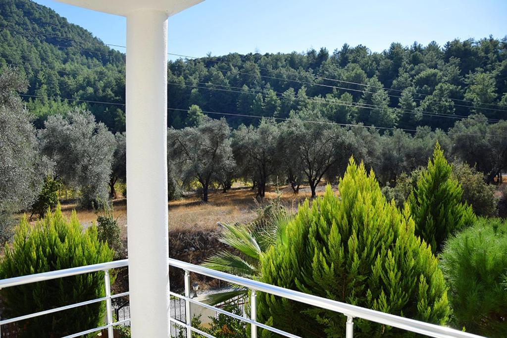 Villa Olive photo