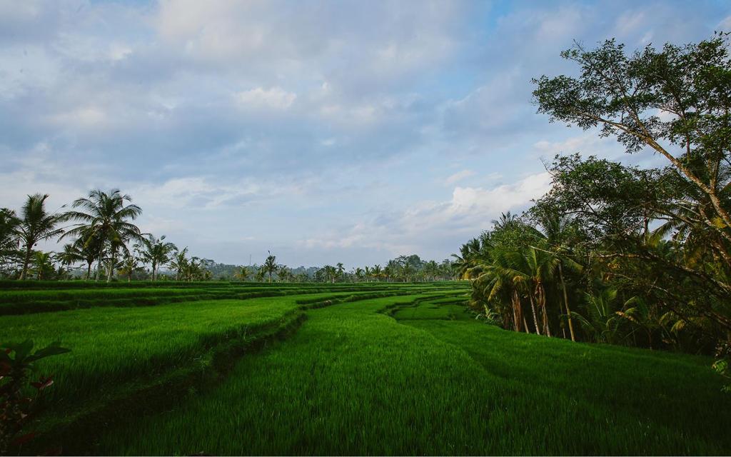Rumah Capung Ubud Full Villa
