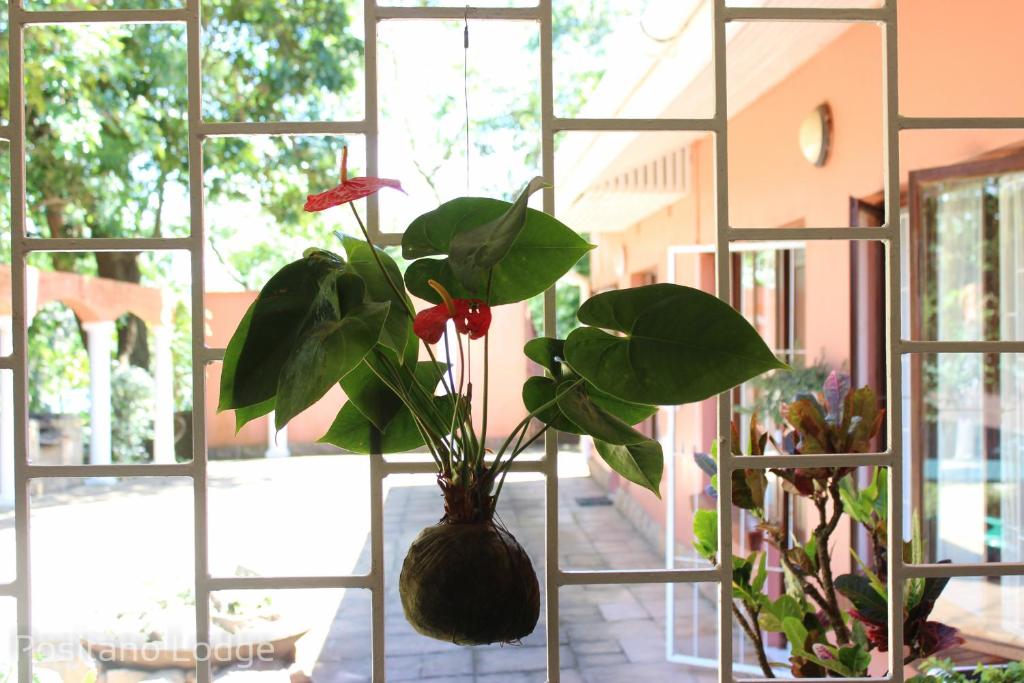 Positano Lodge photo