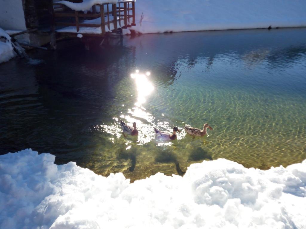 Pension Chalet Bergseegut photo