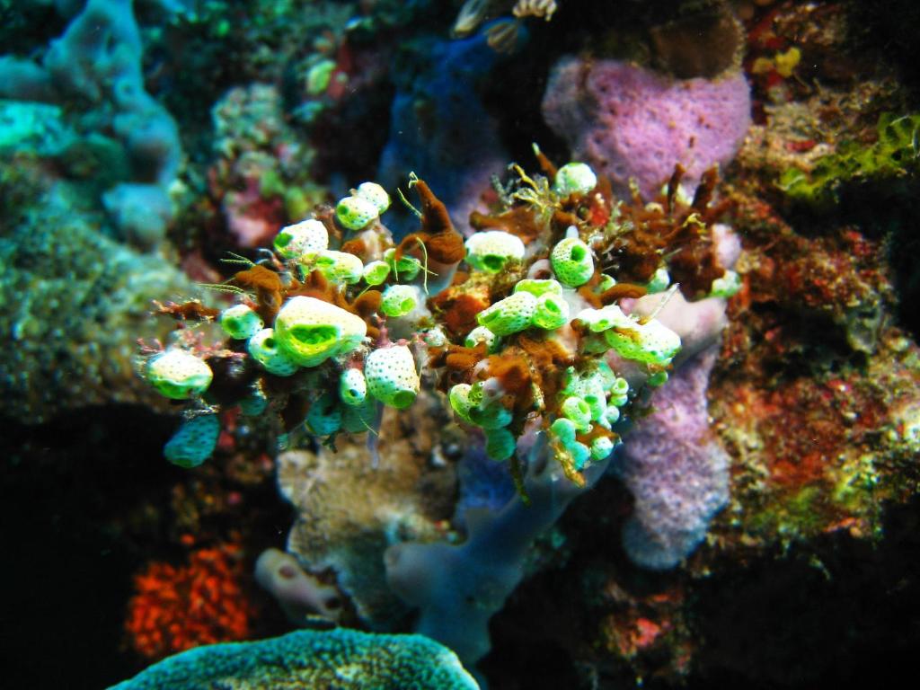 Olahraga dan Aktivitas