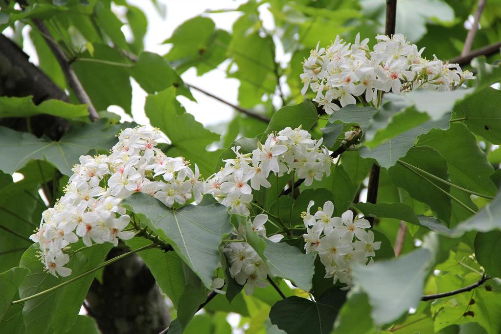 アクティビティ