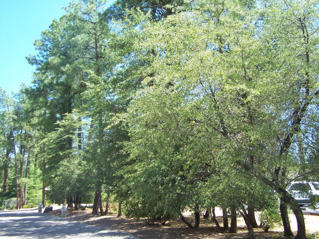 Majestic Mountain Inn Photo 3