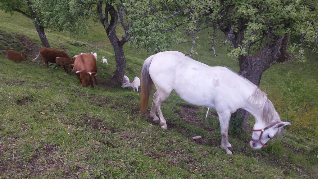 Vaznik Farm House Apartments photo