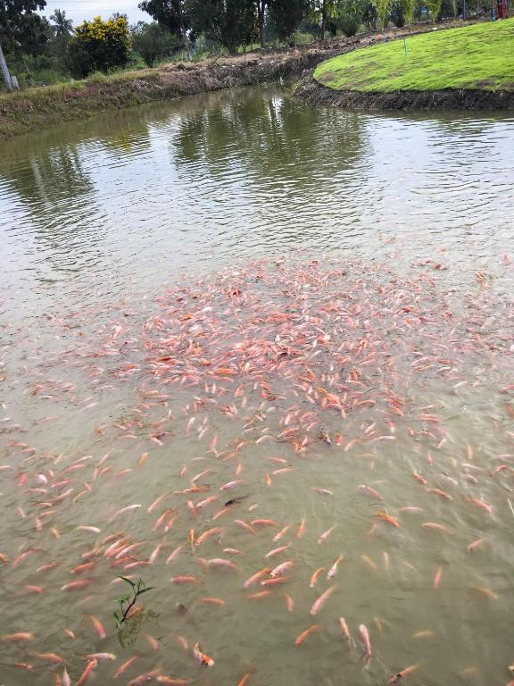 Surrounding environment