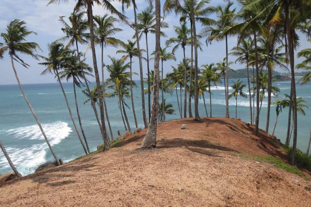 Awesome Guest Mirissa