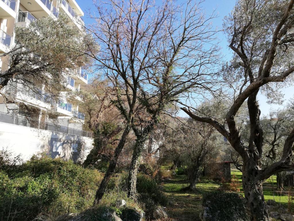 Apartment Olive Montenegro KO Becici - 3
