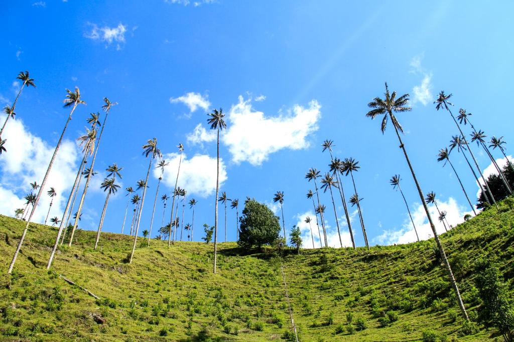 Palmas de Cocora photo