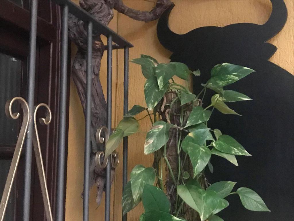 Hotel Nova Centro photo