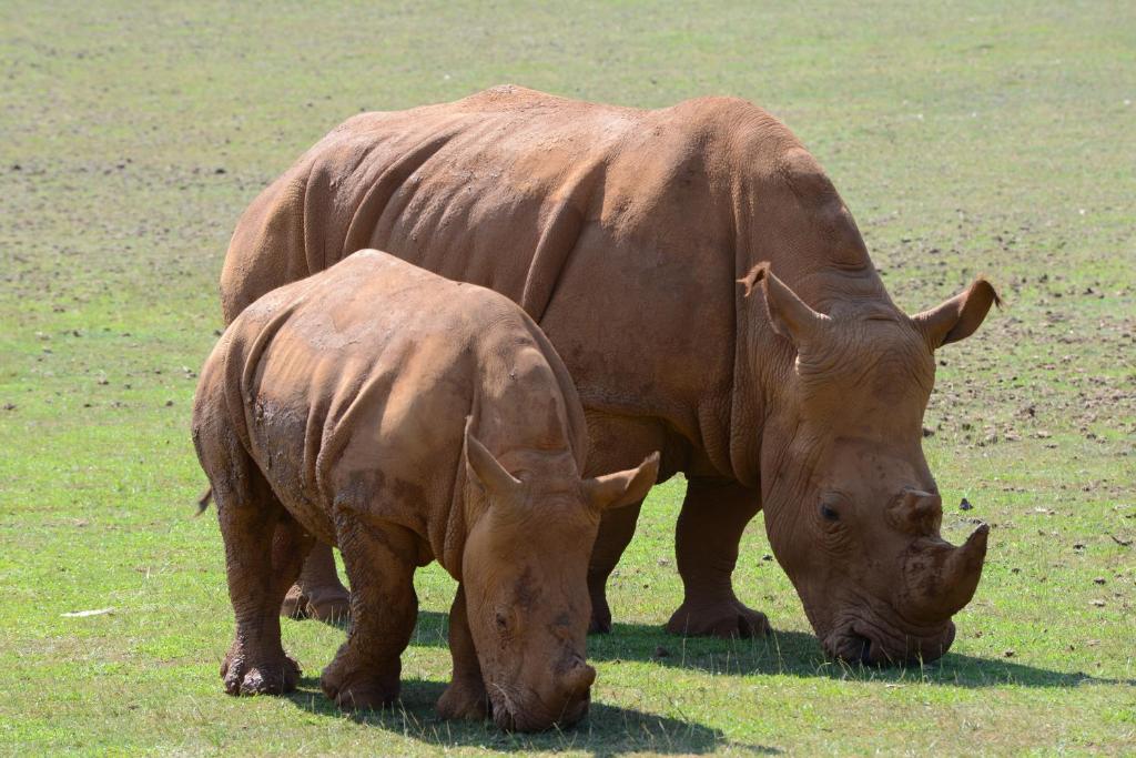 アクティビティ