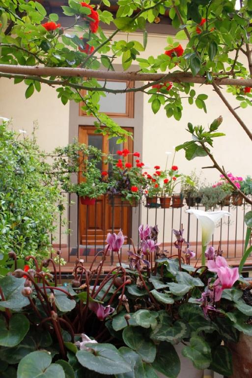 Faenza Novella - 2