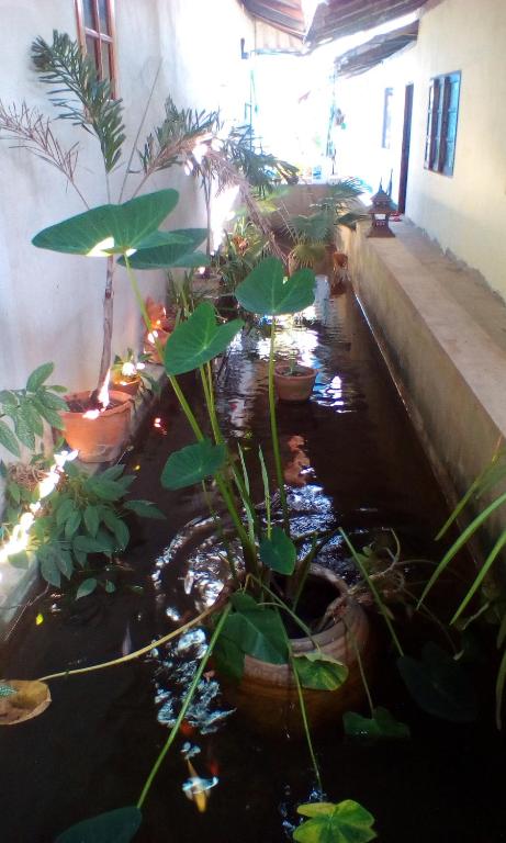 Garden, Cheap Sleep in Phayao
