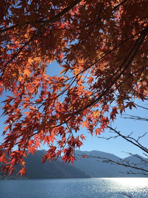 Little Forest Inn Nikko photo