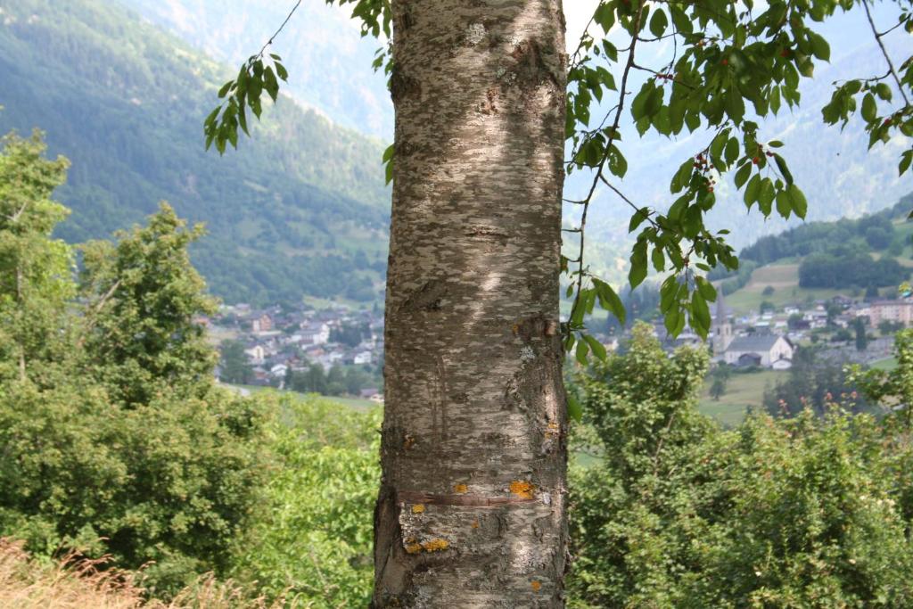 Surrounding environment