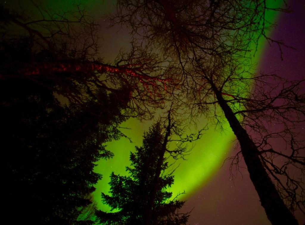 Narvik Adventures AS photo
