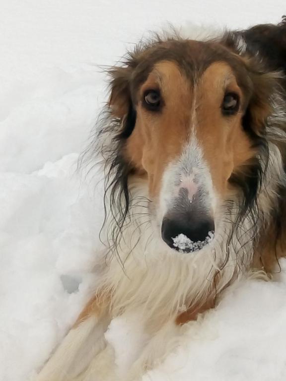 Swiss Borzoi House photo