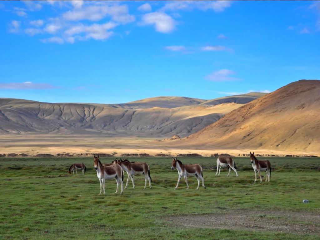 Padma HomeStay - Hanle photo