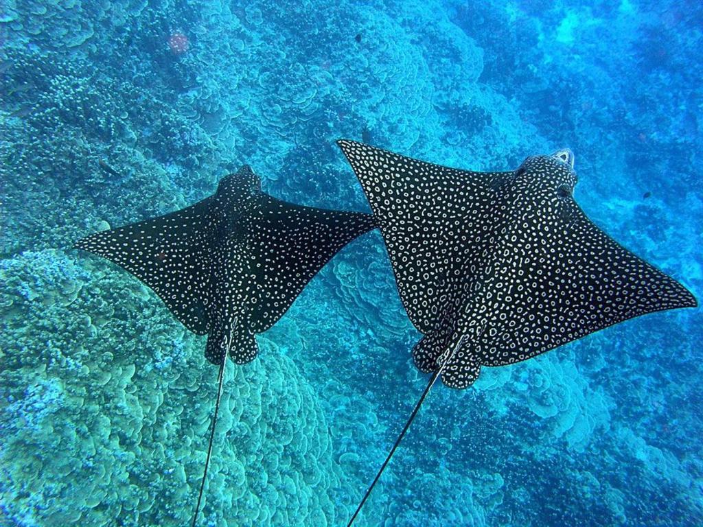 スポーツ/アクティビティ