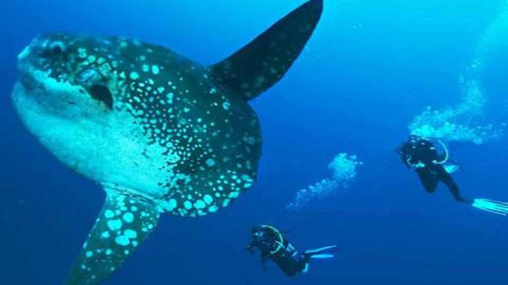 スポーツ/アクティビティ