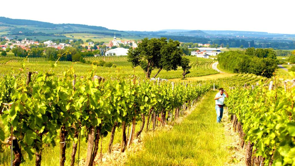 IBY-LEHRNER WEIN-GUT und WEIN-Traumerei photo