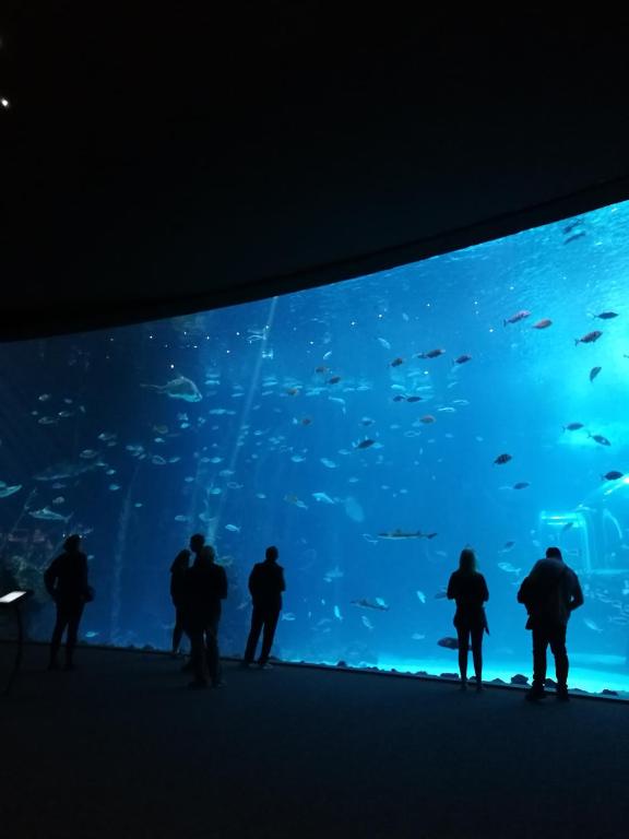 Las Canteras Aquarium - 5