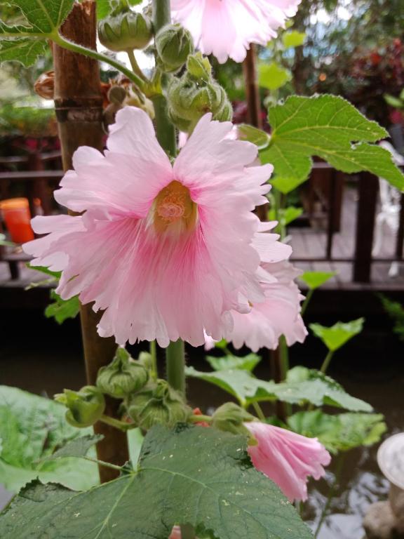 Yi Jia Yuan Homestay 호텔 이미지 2