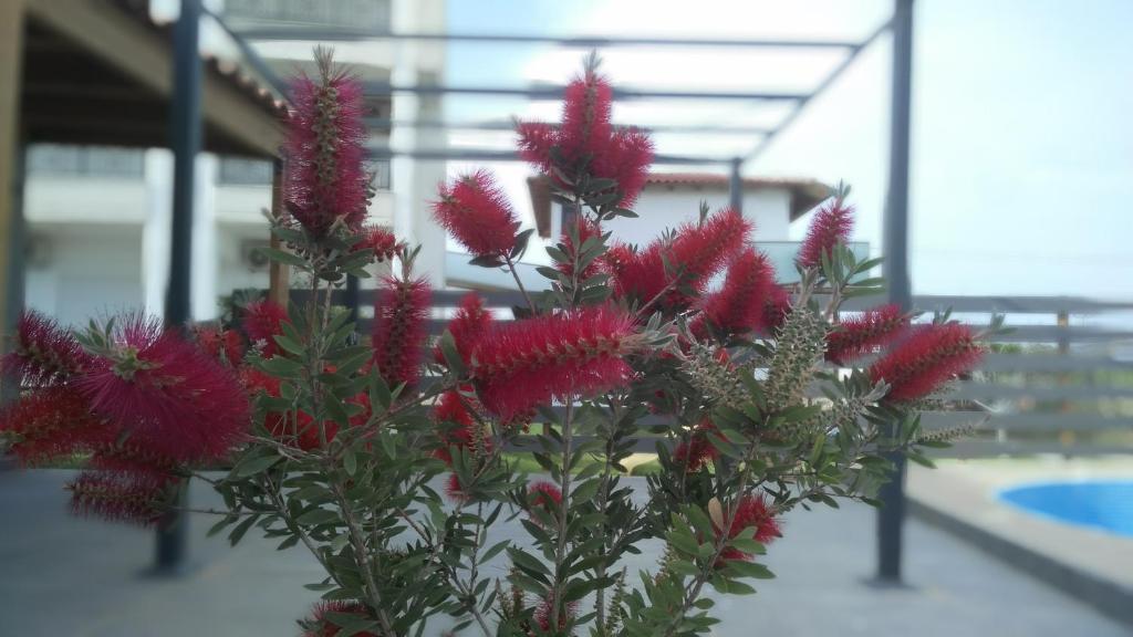 Bright Star — Attractions in the area in Faliraki, South Aegean