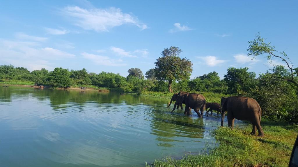 Kuma Safari Lodge — Hotel in Udawalawe