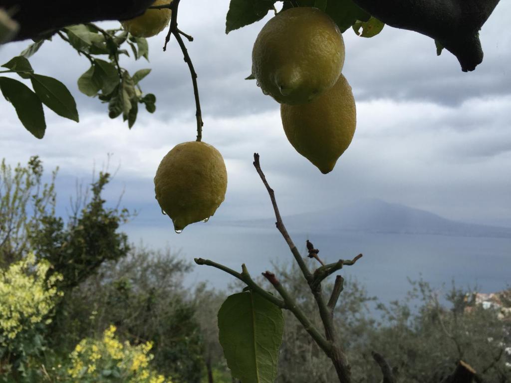 Villa Rosa di Nonna Rosa photo