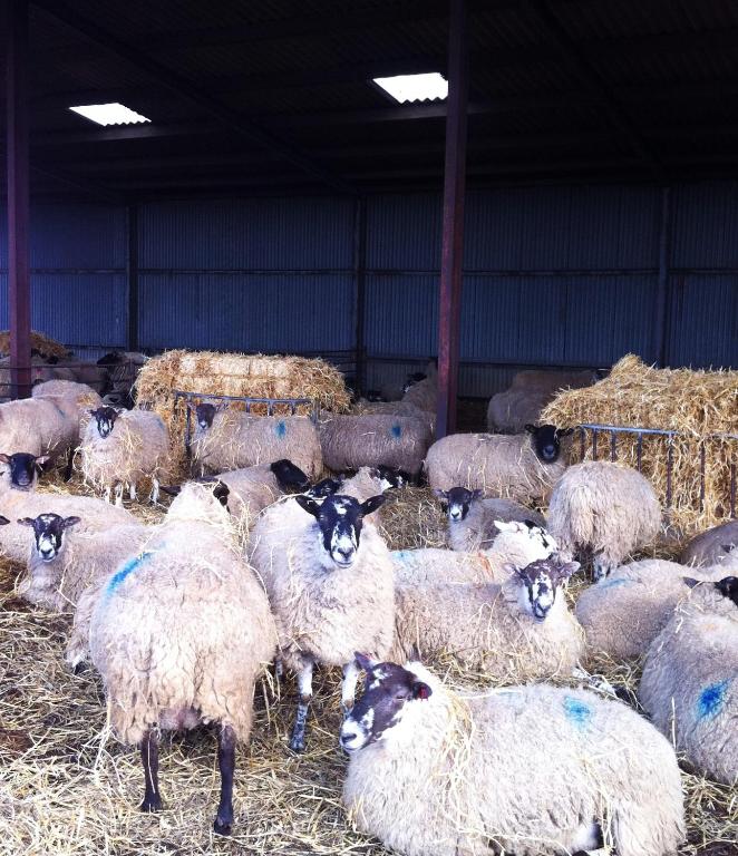 Whitchurch Farm Guesthouse photo