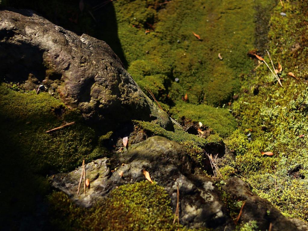 Surrounding environment