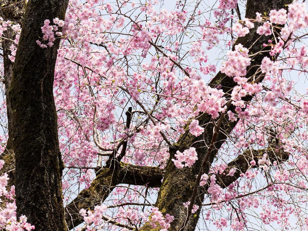 Surrounding environment