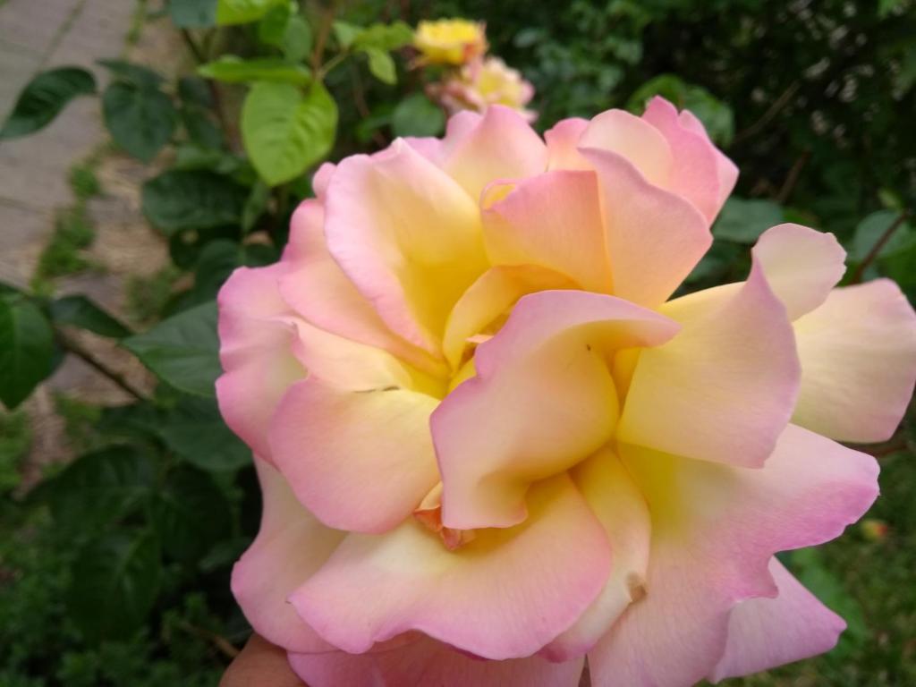 Prague Retro Challenge and Garden photo