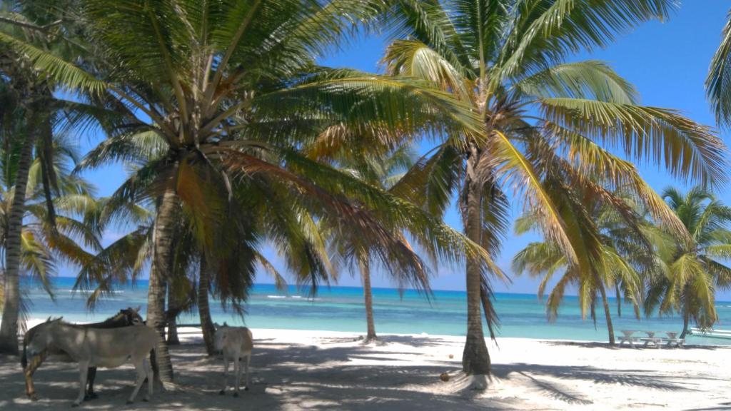 Saona Beach House - Bed and Breakfast photo