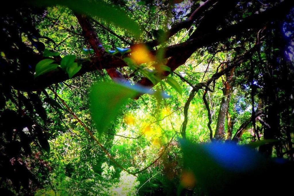 Samadhi Nature Resort — Hotel in Ella