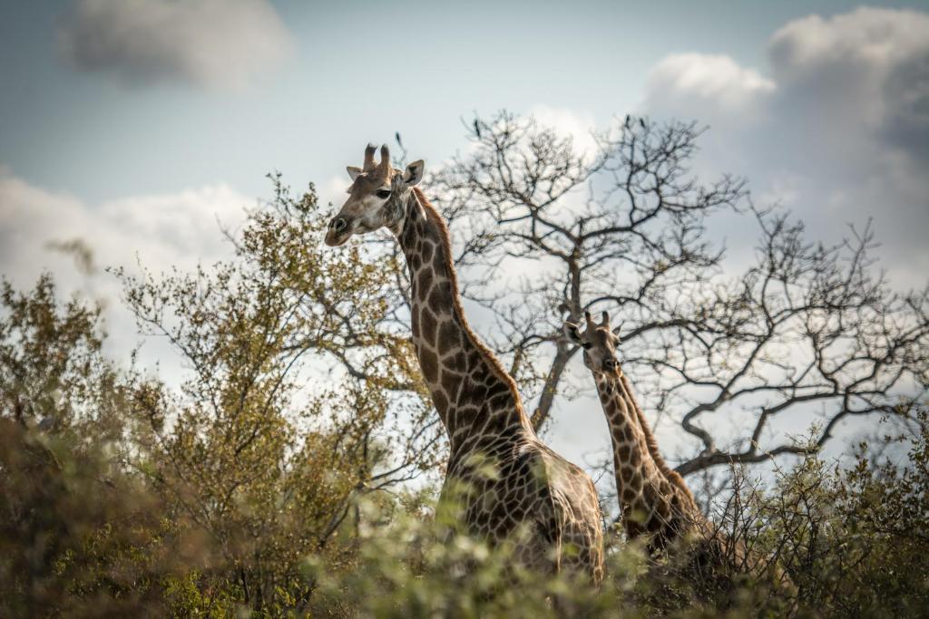 Garonga Safari Camp photo