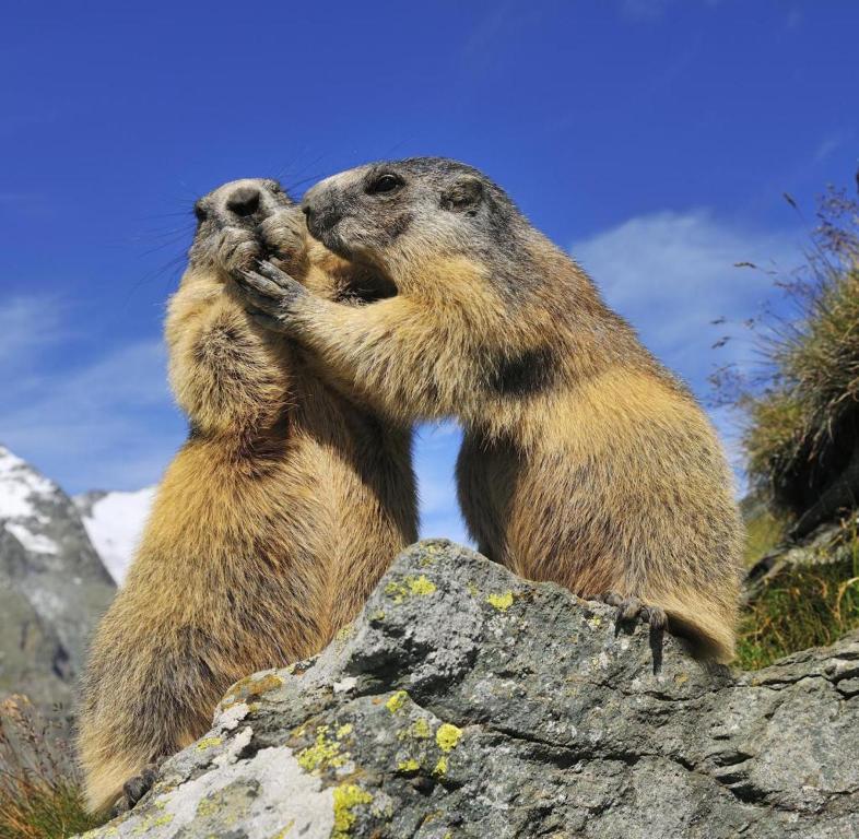 Wohnung Zur Post, Bruck an der Großglocknerstraße
