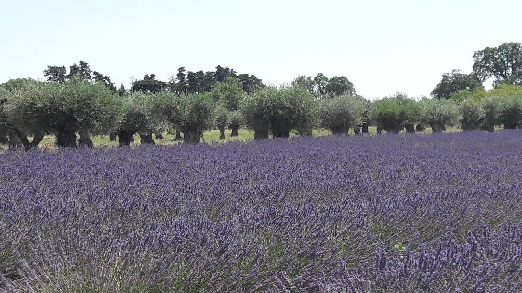 Le clos des vergers - 2