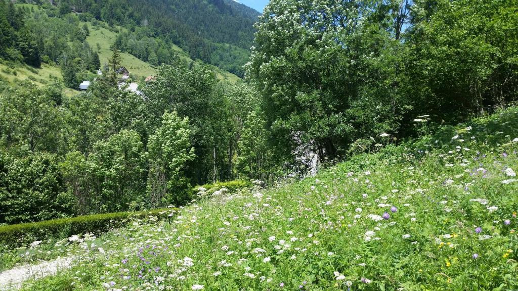 La cime des sapins - 3