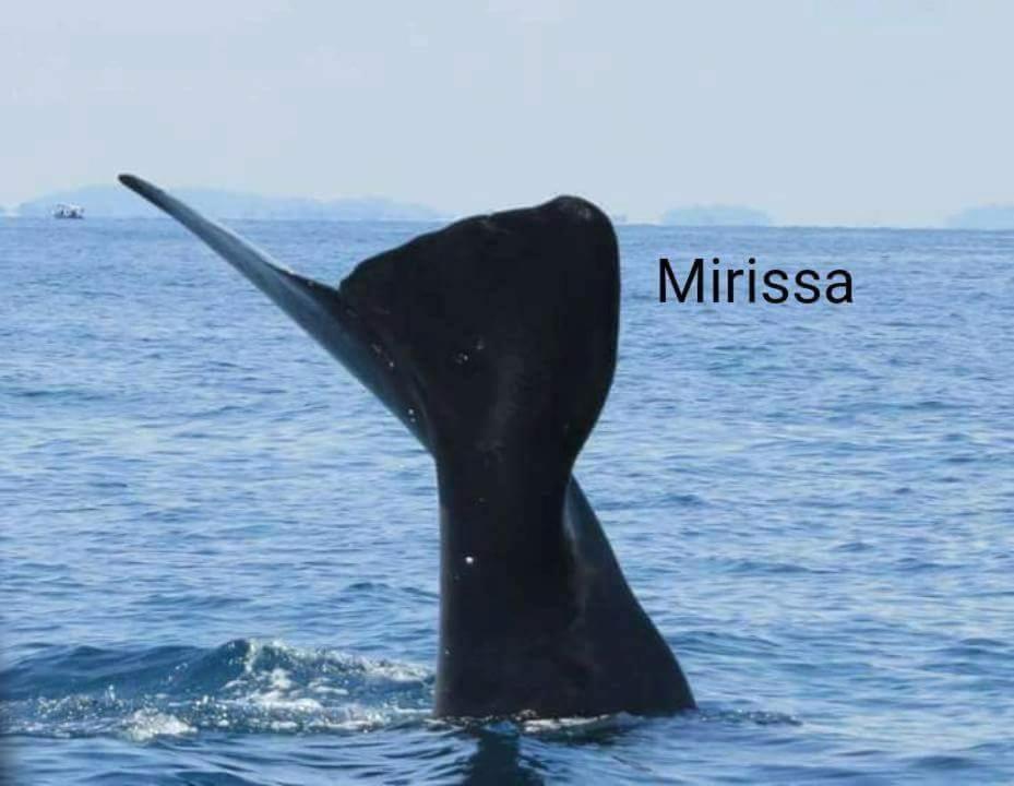 Dasa Beach View photo