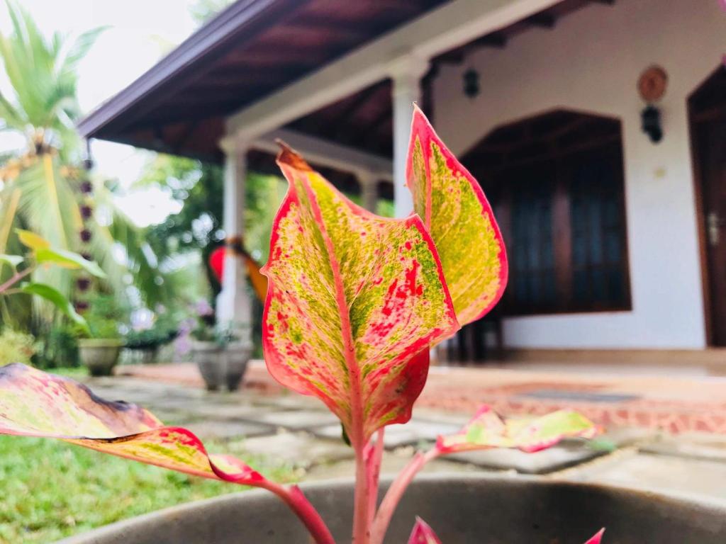 Kawshan Home Stay — Hotel in Tangalle