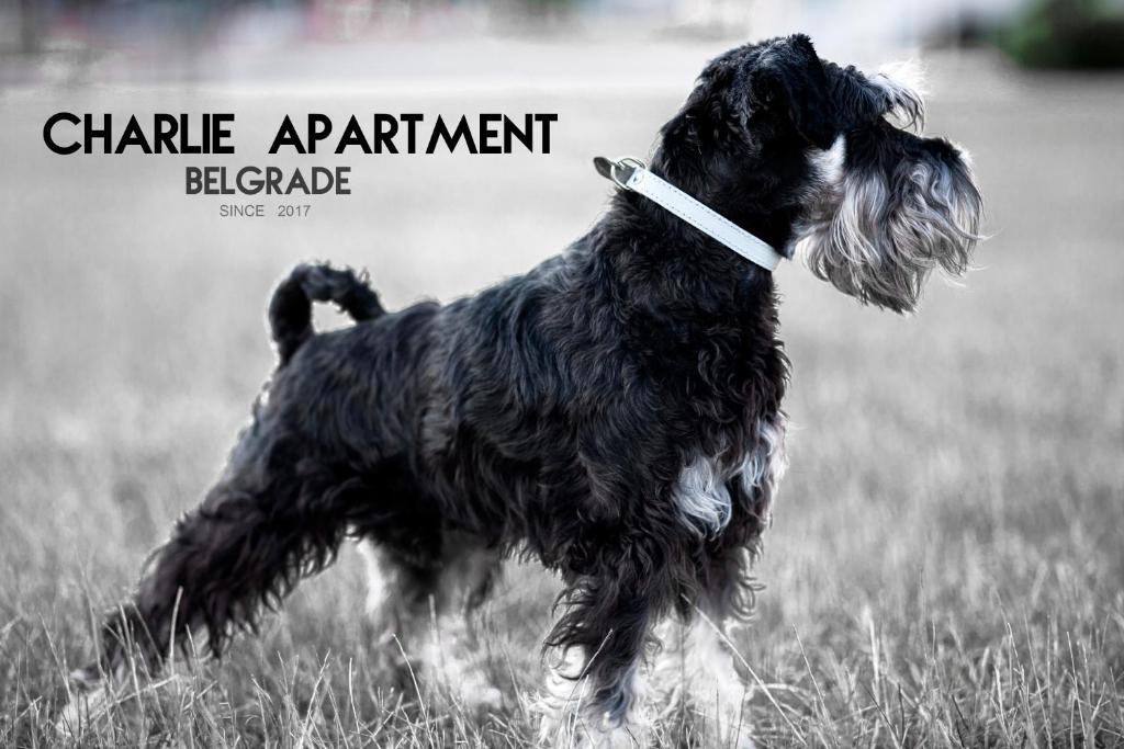 Apartment Charlie PERFECT PRICE - 1