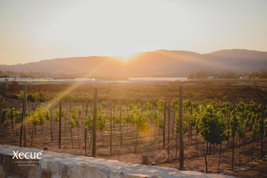 Vinos Xecue photo