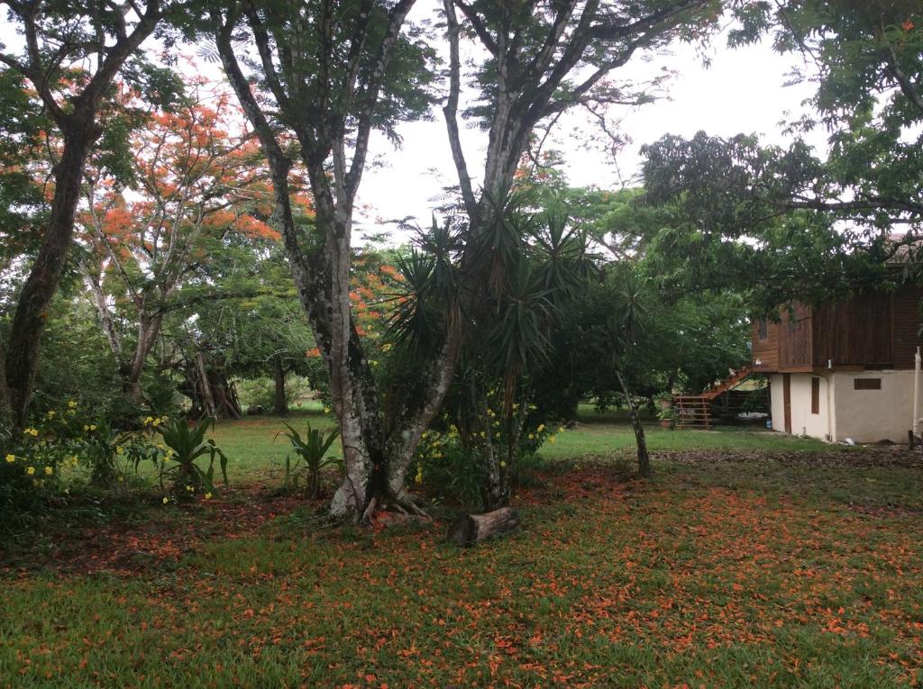 Mango Grove